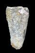 Cretaceous Fossil Crocodile (Elosuchus) Tooth - Morocco #49054-1